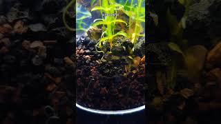 Jarrarium Cycle  soundtrack by Andrew Huang and purchased from the quotJourney to the Microcosmosquot [upl. by Brink]