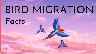 Bird Migration Facts  Why When amp How do birds migrate video [upl. by Crawford]