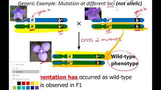 Regulatory genes  Behavior  MCAT  Khan Academy [upl. by Bolen745]