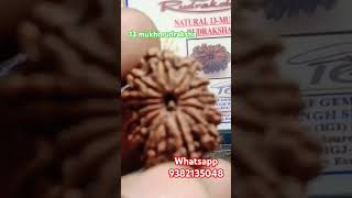 13 mukhi Rudraksha shortvideo love astrologyproduct mahadev kedarnath shiv vedicastrology [upl. by Encratis586]