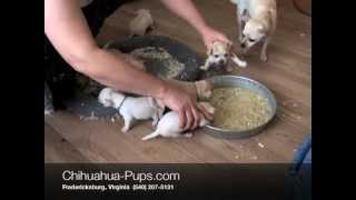 How To Wean Chihuahua Puppies  4 weeks old  First Solid Food [upl. by Analaj]