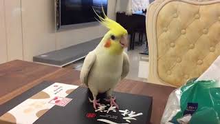 Cockatiel tap dancing on a box [upl. by Rochelle]