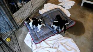 Rescue pups  Adopted Chihuahua beagle mix pup with black tail available [upl. by Milewski]