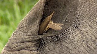 Birds Helping Rhino to Clean its Ear [upl. by Adriaens7]