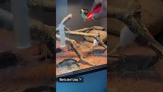 Very Active Bearded Dragon beardeddragon hornworm exotic pets dragon entertainment like cool [upl. by Assirral904]