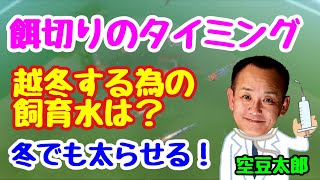 餌切りのタイミング 越冬させる飼育水は？冬でも太らせる！ [upl. by Shig]