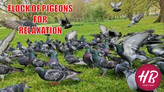 Nature for Relaxation  Flock of Pigeons [upl. by Ellenrahs111]