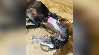 Newborn baby birth  horse birth baby  horse video  horse giving birth live  new baby [upl. by Truda452]