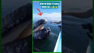 Whale Machhali ne iske Saat kay kiya 🐳😱👈shortvideo whale samundar viralshort training [upl. by Lawson]