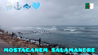 مستغانم صلامان وبرد الحال تحت أمطار غزيرة ما شاء الله mostaganem salamandre sous la pluie machallah [upl. by Colette]