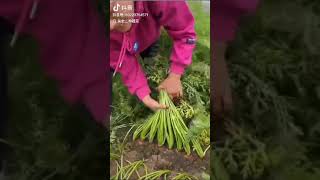 Harvesting happiness many carrots at a time shorts trending viralvideo love funny cute [upl. by Brew]