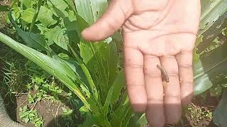 MANAGING FALL ARMYWORM IN MAIZE [upl. by Oirottiv]