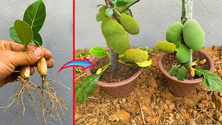 How to graft a jackfruit treebest method plant jackfruit growing fast [upl. by Free]