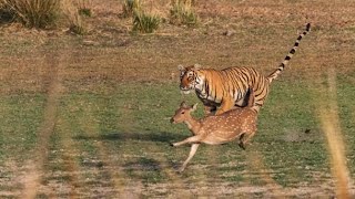 Tiger vs Hartebeest  The Hunt was super thrilling [upl. by Ateekal596]