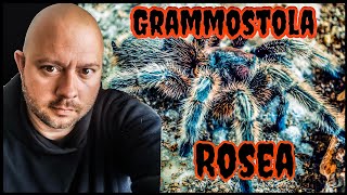 Chilean rose hair tarantula grammostola rosea tarantula care guide [upl. by Saddler]