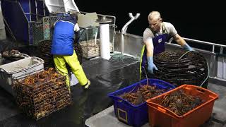 CRAYFISHING ON THE WESTCOAST OF TASMANIA NIGHT SHOT [upl. by Aspia]