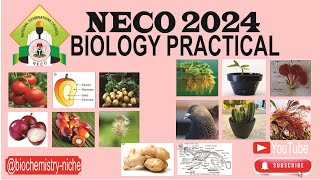 NECO 2024  BIOLOGY PRACTICAL SPECIMENS [upl. by Mullins]