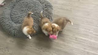 Sheltie puppies 342024 [upl. by Aldridge]