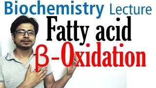 Beta oxidation of fatty acids  Fatty acid metabolism lecture 1 [upl. by Aisilef564]