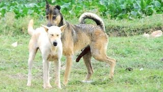 Cambo Rural DogsTibetan Mastiff Vs ChowChow [upl. by Shaw]