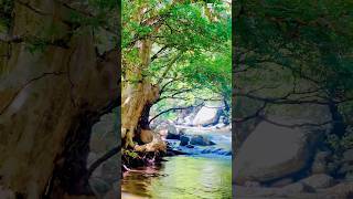 Riverston sri lanka 🌎 travel nature shorts short waterfall trees viralvideo trending [upl. by Auliffe]