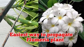 How to propagate Plumeria plant from cuttings  how to propagate champa plant  Frangipani plumeria [upl. by Josey]