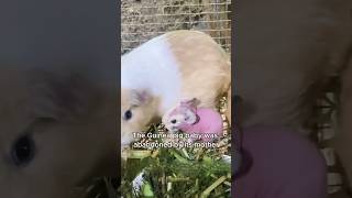 The abandoned guinea pig baby due to malnutrition animals love shorts [upl. by Mohamed]