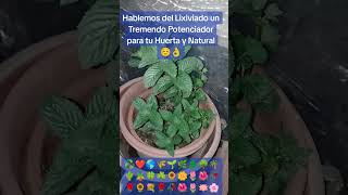 Lixiviado para potenciar tu Huerta 👍😊💡100cc para 500cc de Agua 💧 Excelente y Gratis 🇨🇱🌷🌺🥀🌹🏵️🌸🪷🍀❤️🌎♻️ [upl. by Ognimod]