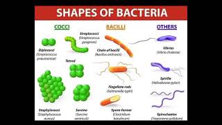 Shapes of Bacteria Cocci Bacilli Spirilla [upl. by Melquist]