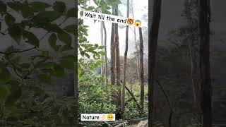 Tiger in jungle😱😱 ytshorts tiger jungle junglesafari wildlife nature environment [upl. by Perot]