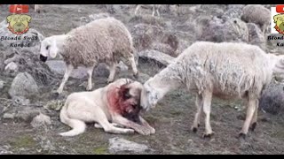 Kangal Dog Couldnt Protect Sheep Herd From Wolf Then Look What Happened Kangal Vs Kurt ilginç [upl. by Charlie]