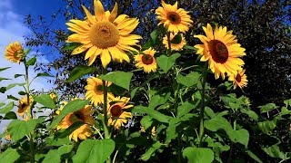 198 Days How to Plant Grow and Care for Sunflower Plants🌻🌻🌻 [upl. by Ebner]