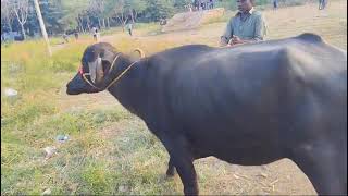 Jafra Buffallo for sale 2months perganant 5 litres milk giving Ramesh 9000999711 [upl. by Ahto]