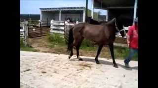 Before and after video of laminitic horse treated with Laminil [upl. by Toole]