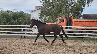 Bocephuss 1st Turnout after a Long Trailer Ride [upl. by Alamak]