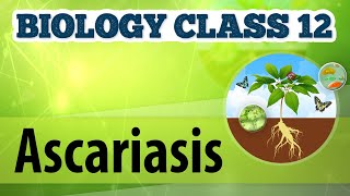 Ascariasis  Human Health amp Diseases  Biology Class 12 [upl. by Osborn401]