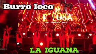 La Picosa Hernandez Banda  El Burro Loco  La Iguana [upl. by Eniaral]