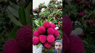 fruit naturallifeb satisfying naturalclips fruitcutting naturelife nature plants garden [upl. by Finah]