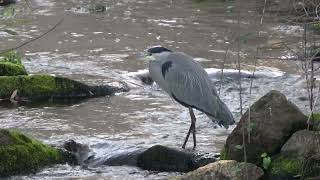 Garza real Ardea cinerea en un río [upl. by Anircam]