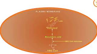 Statin drugs mechanism of action HMG CoA reductase inhibitors [upl. by Edmund]