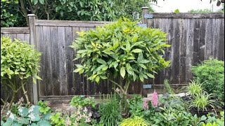 Pruning a Tree Formed Aucuba Japonica Gold Dust Plant  July 8 [upl. by Jaquelyn]