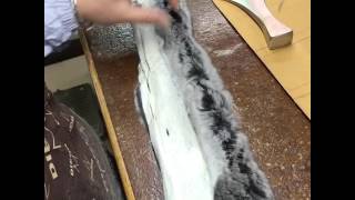 How to Make Chinchilla Coats 2 [upl. by Scriven]