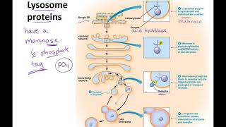 Endosomes to Lysosomes lecture [upl. by Gabey]