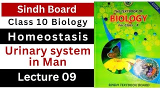 urinary system in man  homeostasis  class 10th biology Sindh text book board New book [upl. by Effie]