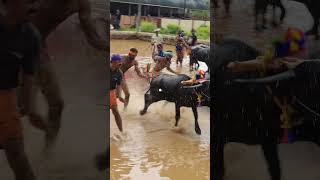 Kambala Start  today kambula race village sports [upl. by Harvey]