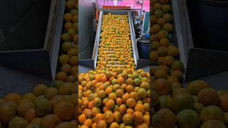 Thailands largest tangerine factory with size classification shorts [upl. by Whelan]