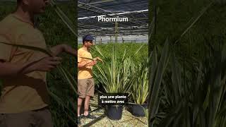 Le Phormium plante aux feuilles érigées et colorées [upl. by Fleeta]