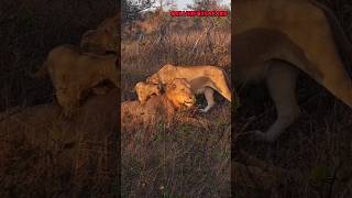 Male lion with his cubsMakeppies pride male lions africawildanimals [upl. by Eylrac]