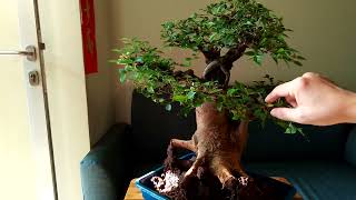 review chinese hackberry  celtis sinensis bonsai bonsaimalaysia bonsaivietnam bonsaithailand [upl. by Kenyon23]