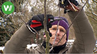 Der Garten im Februar  Baumschnitt an einem jungen und einem alten Obstbaum [upl. by Frederick308]